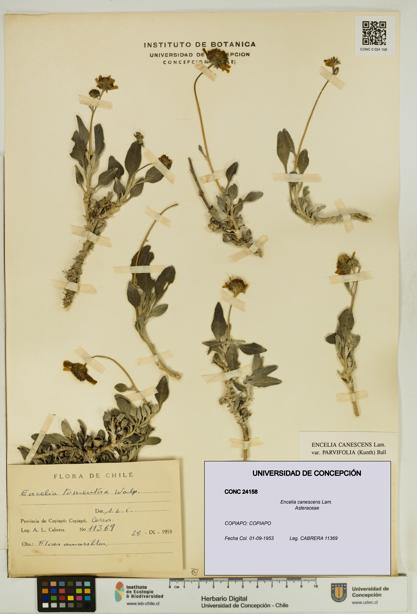 Encelia canescens [Espécimen: UDEC:CONC:0024158]