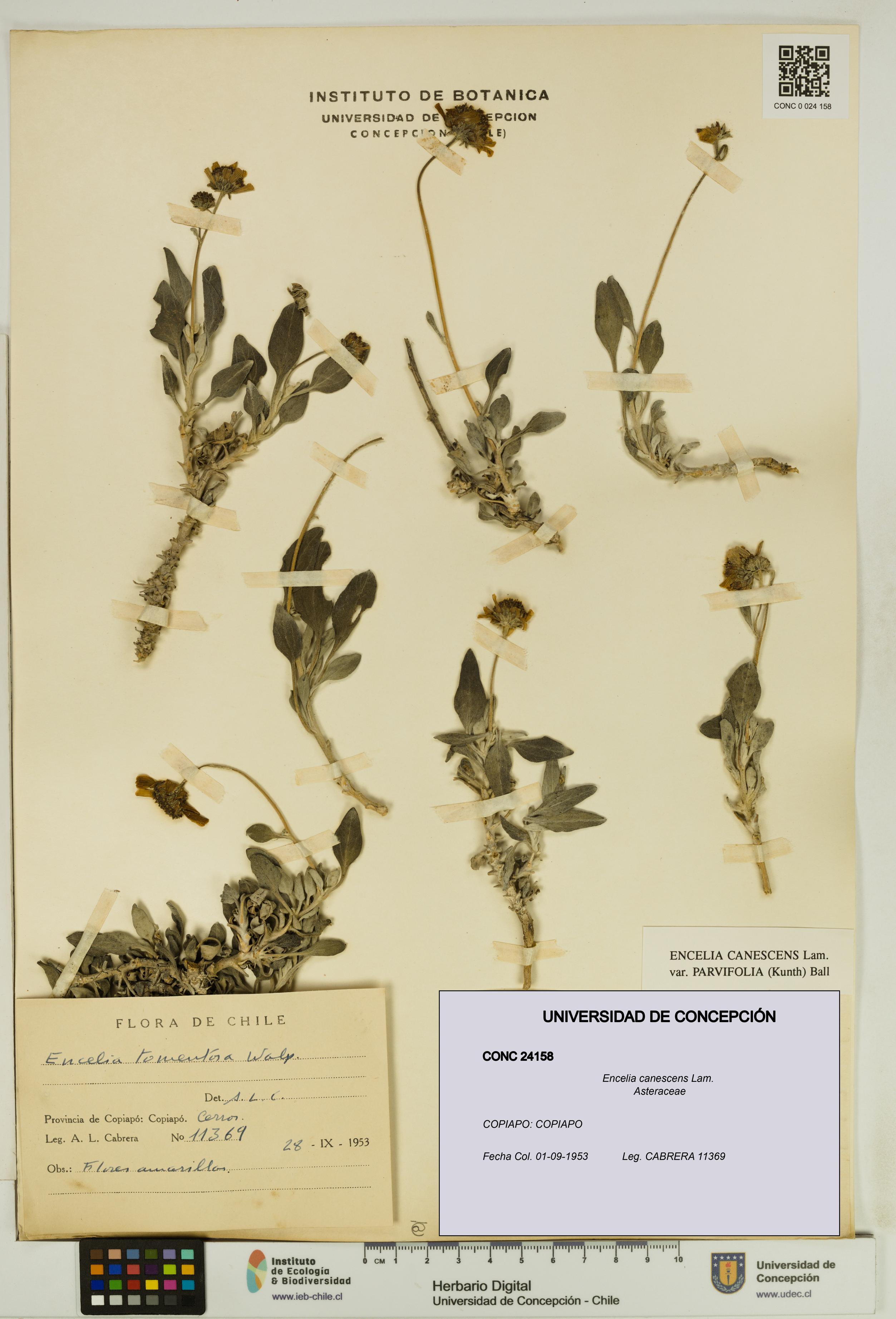 Encelia canescens [Espécimen: UDEC:CONC:0024158]