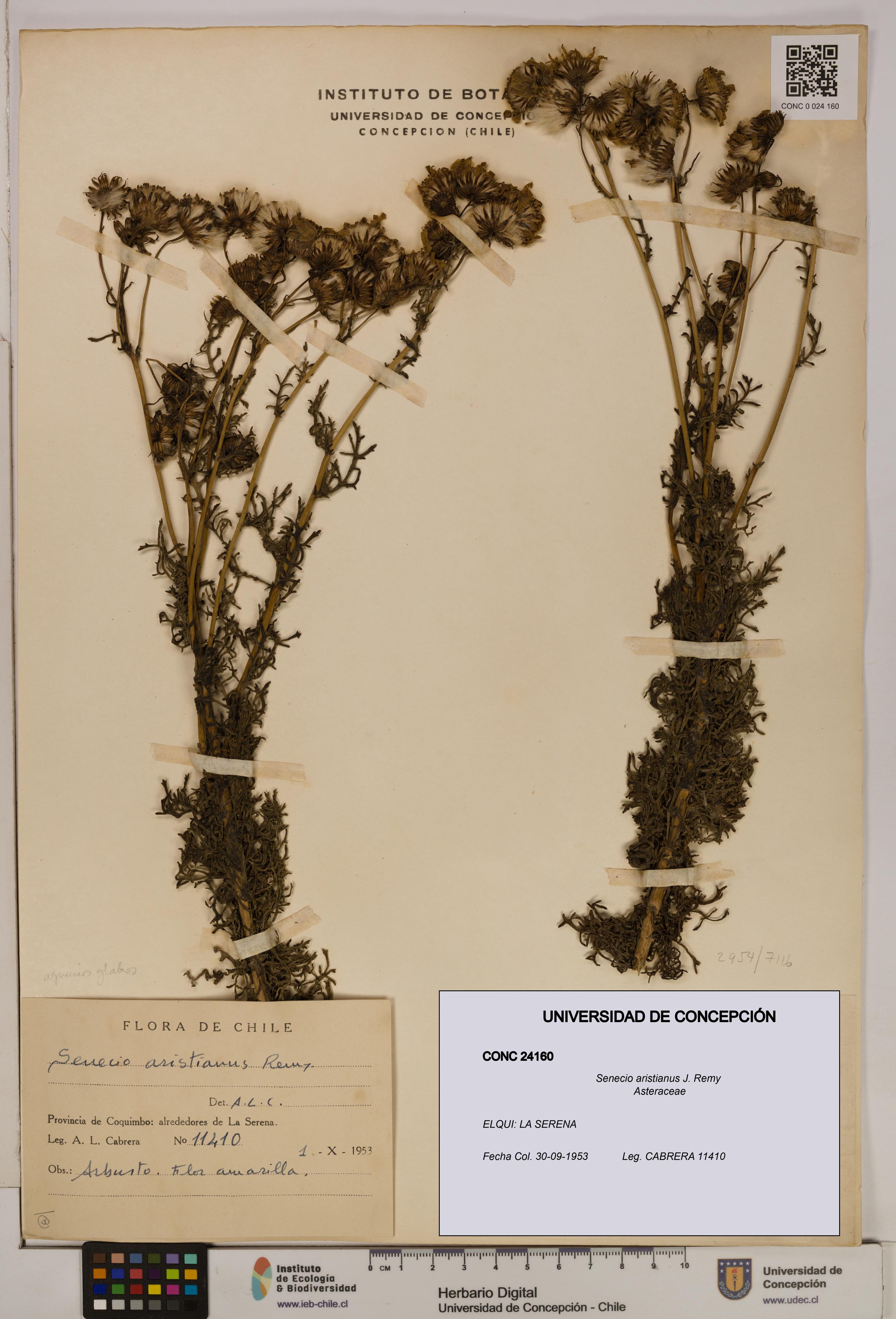Senecio aristianus [Espécimen: UDEC:CONC:0024160]