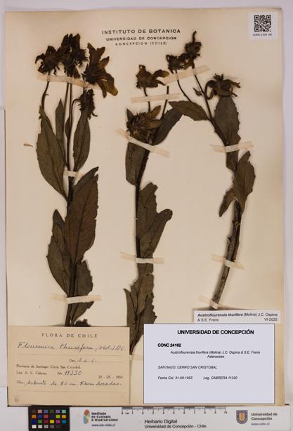Austroflourensia thurifera [Espécimen: UDEC:CONC:0024162]