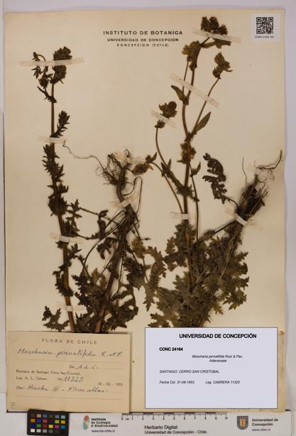 Moscharia pinnatifida [Espécimen: UDEC:CONC:0024164]