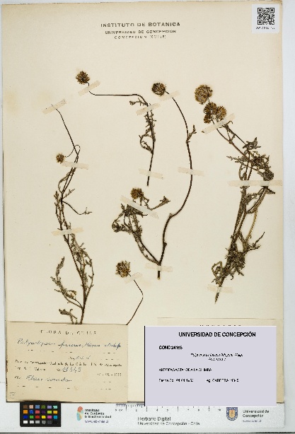 Polyachyrus fuscus [Espécimen: UDEC:CONC:0024165]
