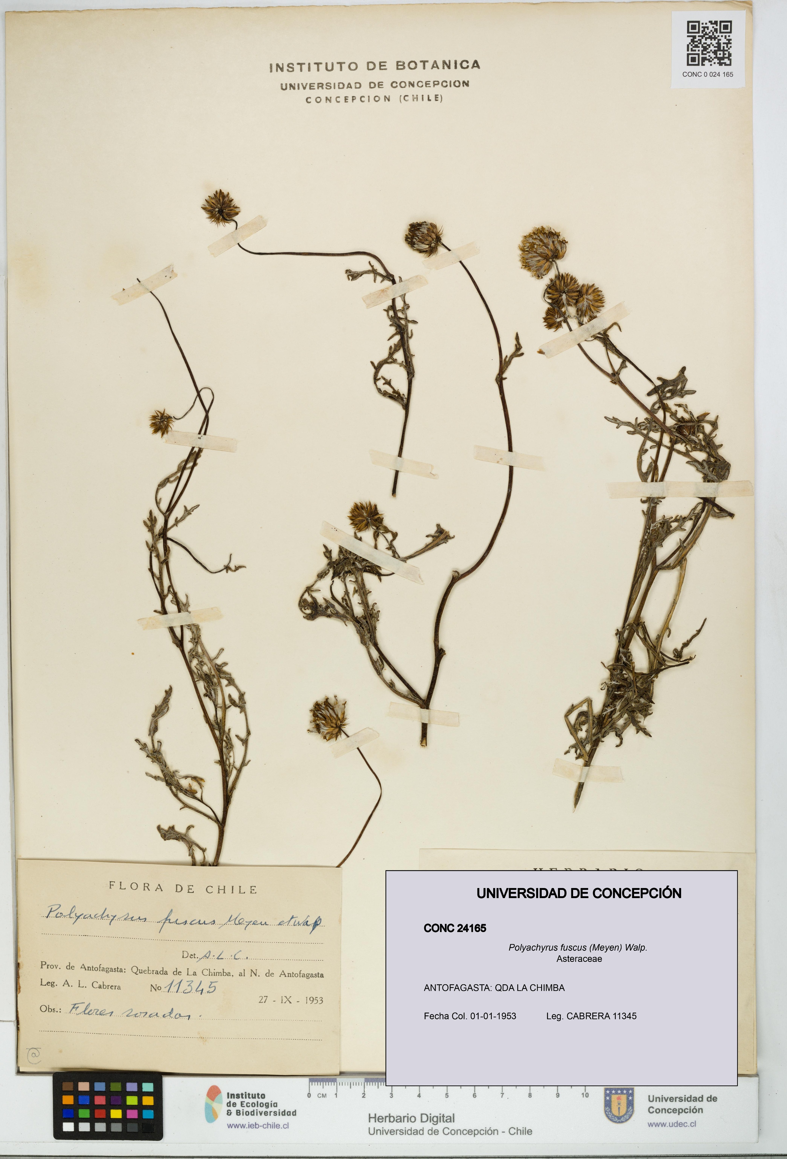 Polyachyrus fuscus [Espécimen: UDEC:CONC:0024165]