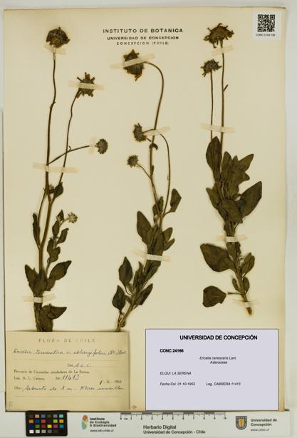 Encelia canescens [Espécimen: UDEC:CONC:0024166]