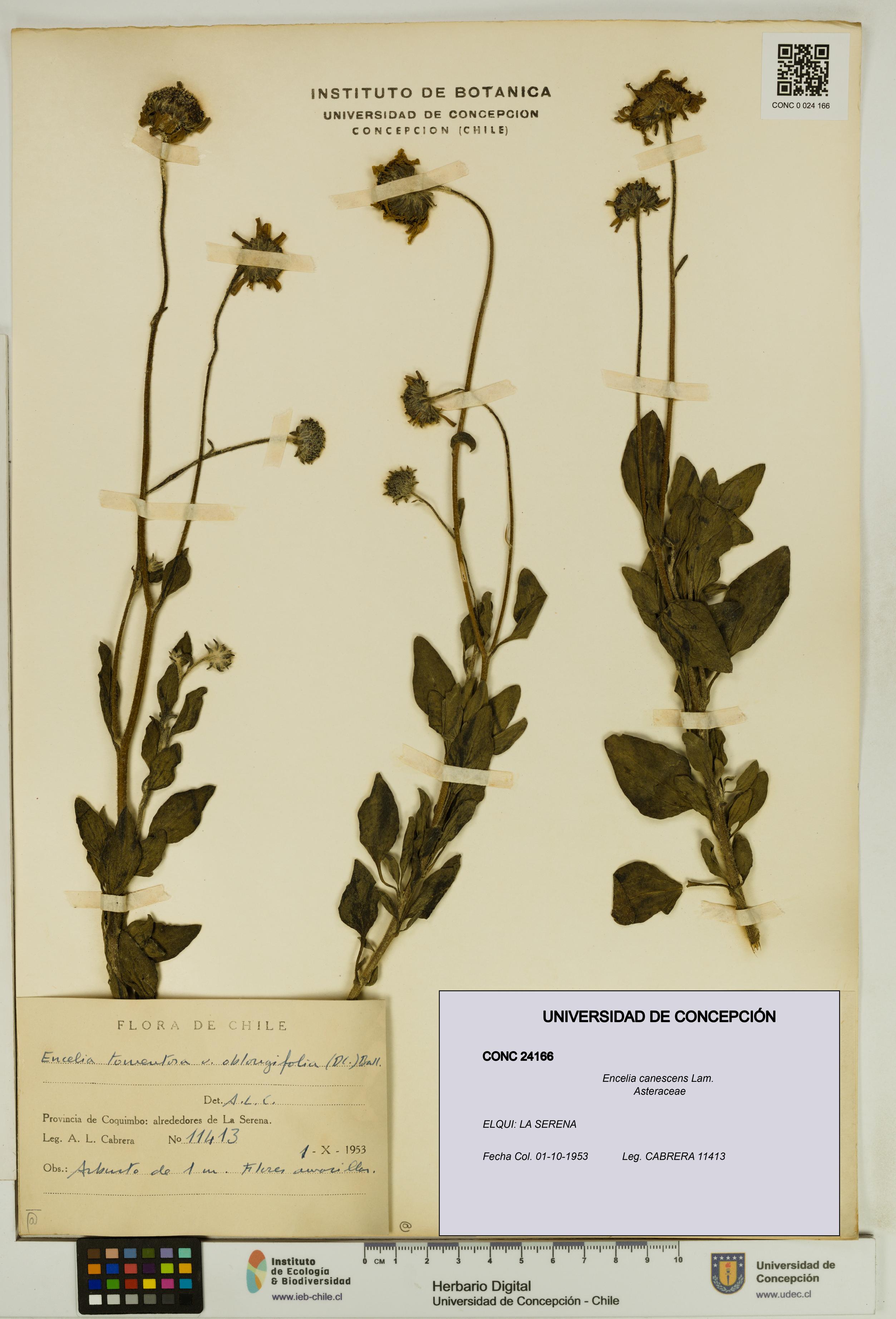 Encelia canescens [Espécimen: UDEC:CONC:0024166]