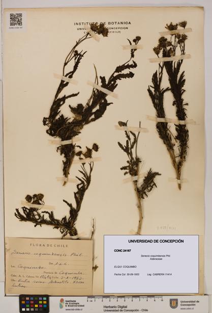 Senecio coquimbensis [Espécimen: UDEC:CONC:0024167]