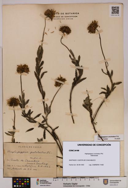 Haplopappus uncinatus [Espécimen: UDEC:CONC:0024168]