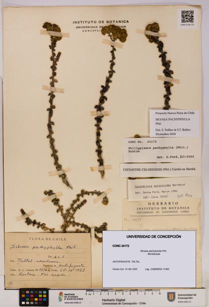 Silvaea pachyphylla [Espécimen: UDEC:CONC:0024172]
