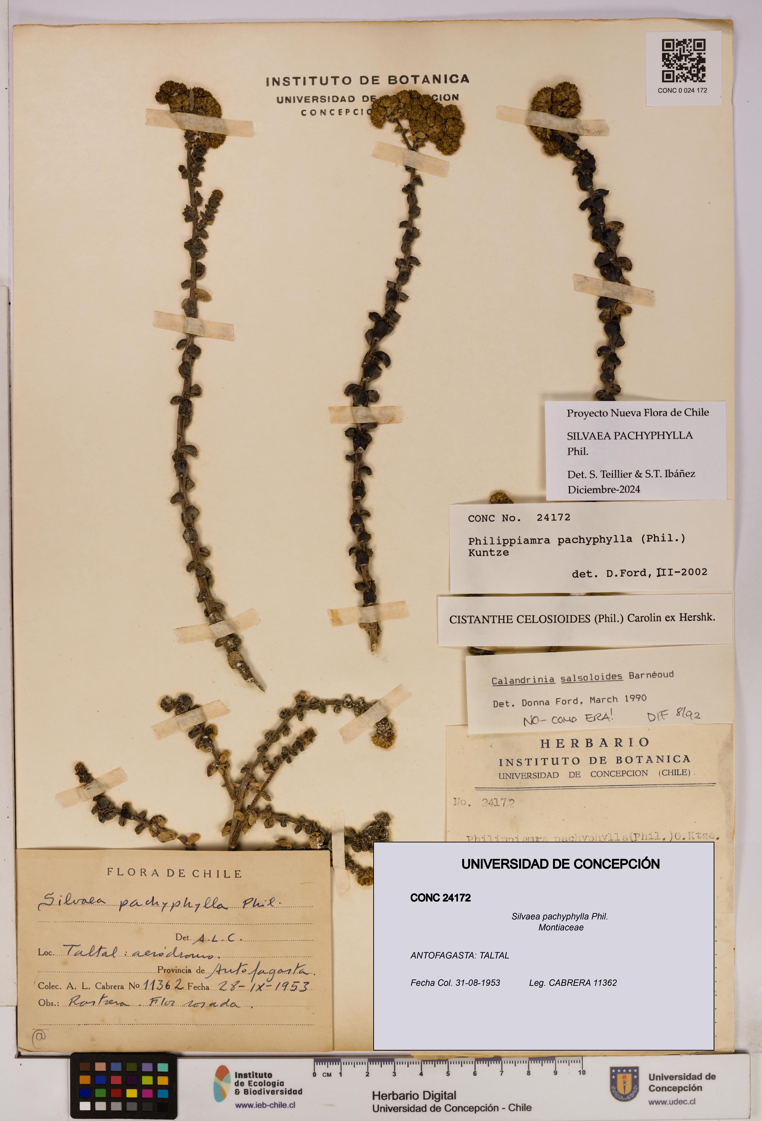 Silvaea pachyphylla [Espécimen: UDEC:CONC:0024172]