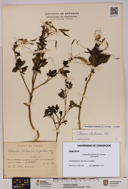 Incacleome chilensis [Espécimen: UDEC:CONC:0024174]