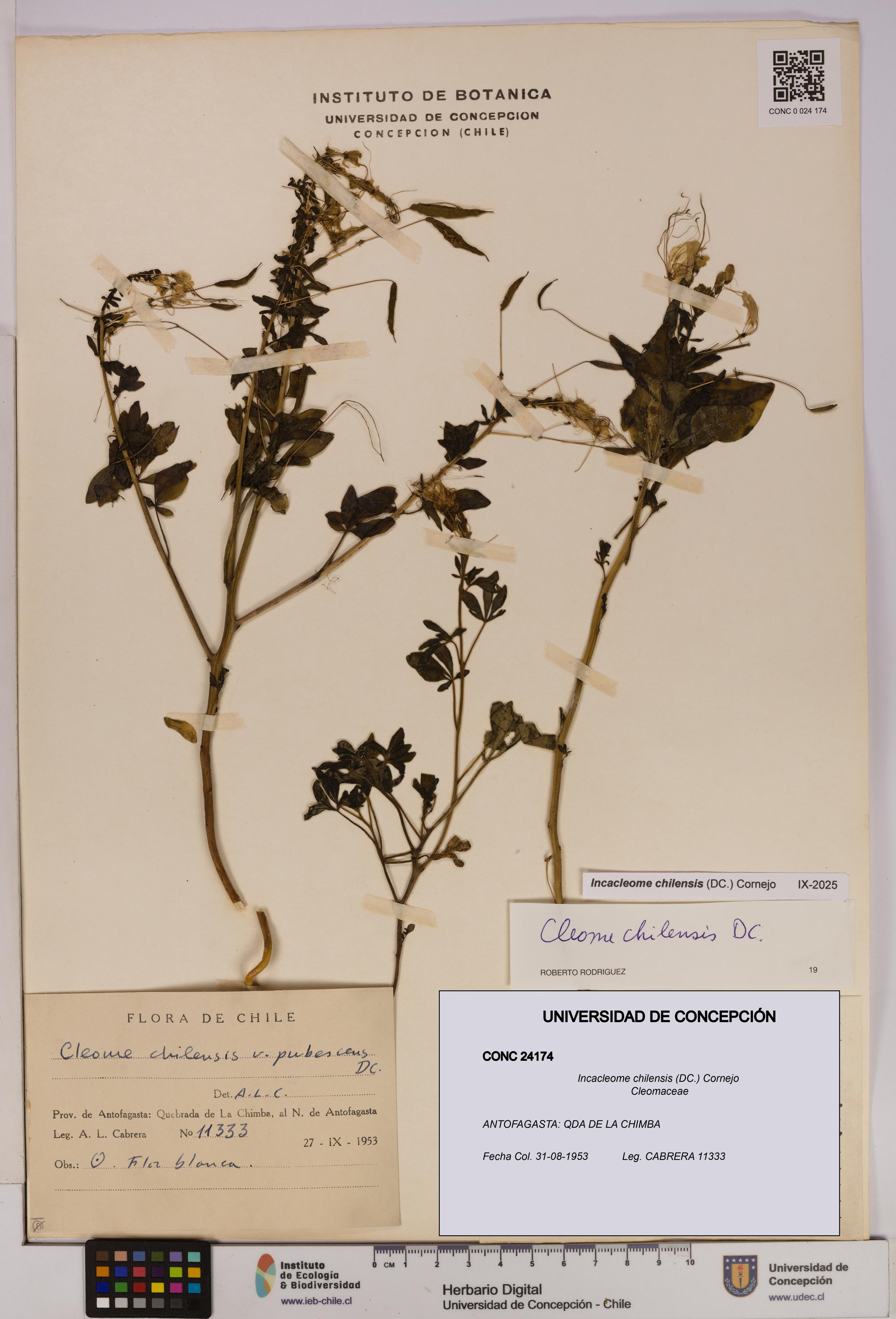 Incacleome chilensis [Espécimen: UDEC:CONC:0024174]