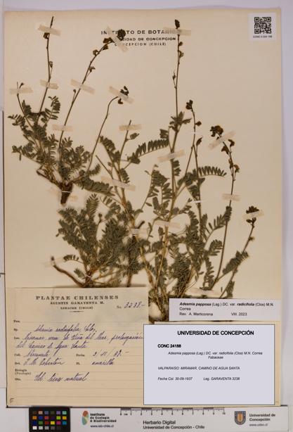 Adesmia papposa var. radicifolia [Espécimen: UDEC:CONC:0024188]