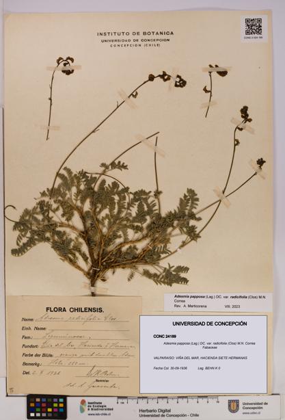 Adesmia papposa var. radicifolia [Espécimen: UDEC:CONC:0024189]