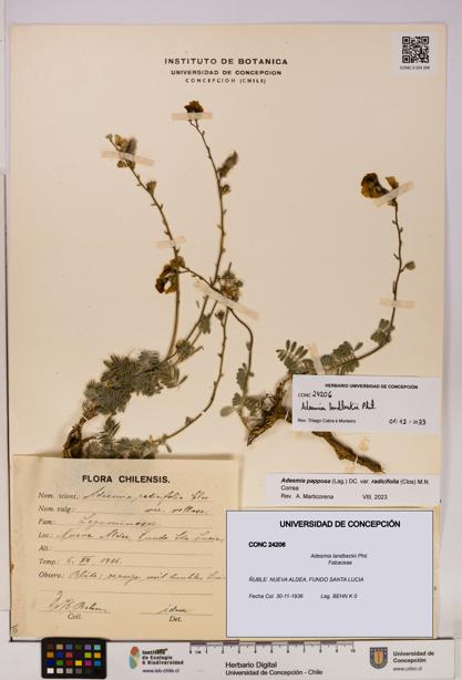 Adesmia landbeckii [Espécimen: UDEC:CONC:0024206]