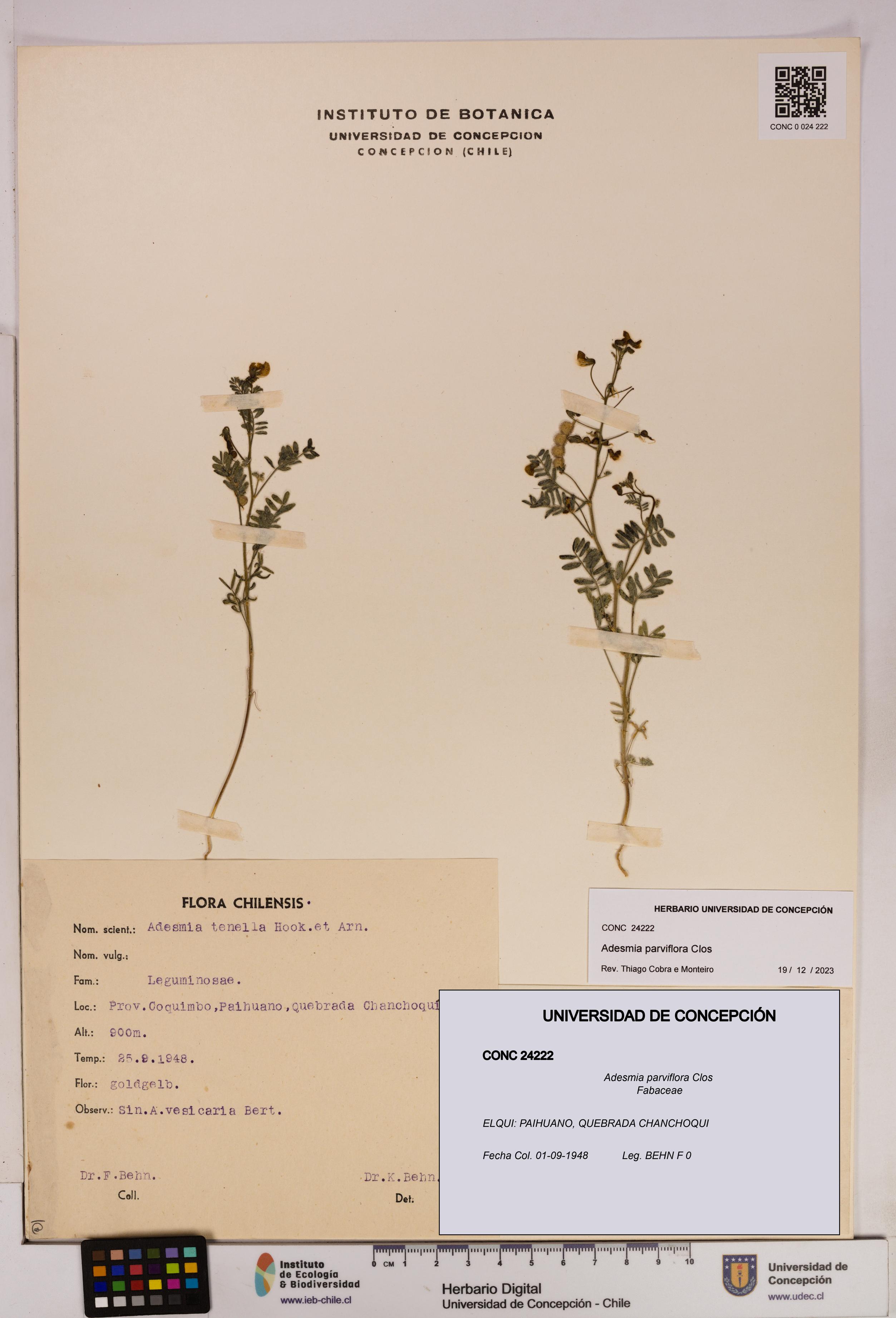 Adesmia parviflora [Espécimen: UDEC:CONC:0024222]
