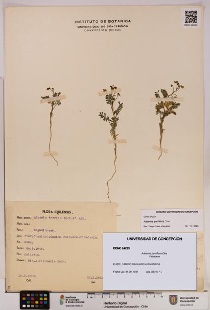 Adesmia parviflora [Espécimen: UDEC:CONC:0024223]