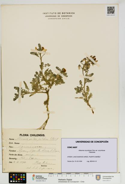 Adesmia corymbosa var. corymbosa [Espécimen: UDEC:CONC:0024237]