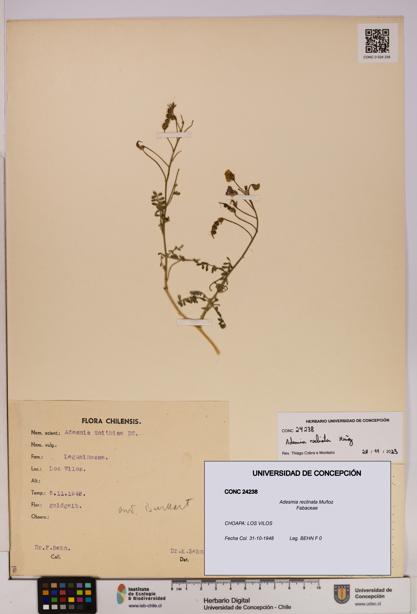 Adesmia reclinata [Espécimen: UDEC:CONC:0024238]