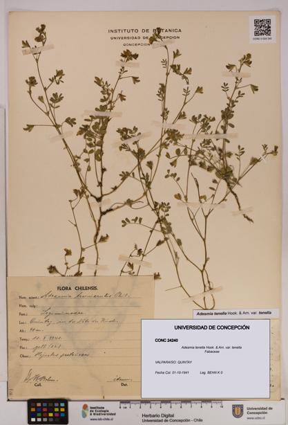 Adesmia tenella var. tenella [Espécimen: UDEC:CONC:0024240]