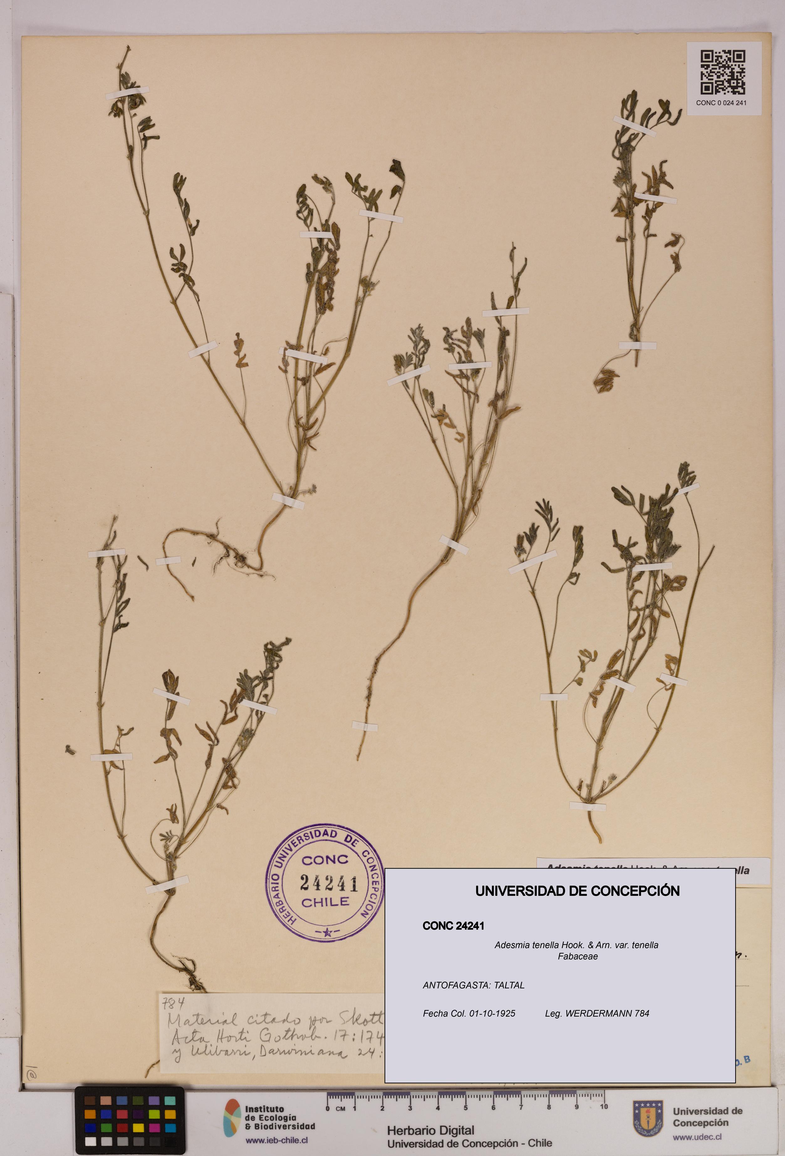 Adesmia tenella var. tenella [Espécimen: UDEC:CONC:0024241]