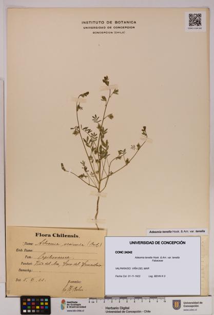Adesmia tenella var. tenella [Espécimen: UDEC:CONC:0024242]