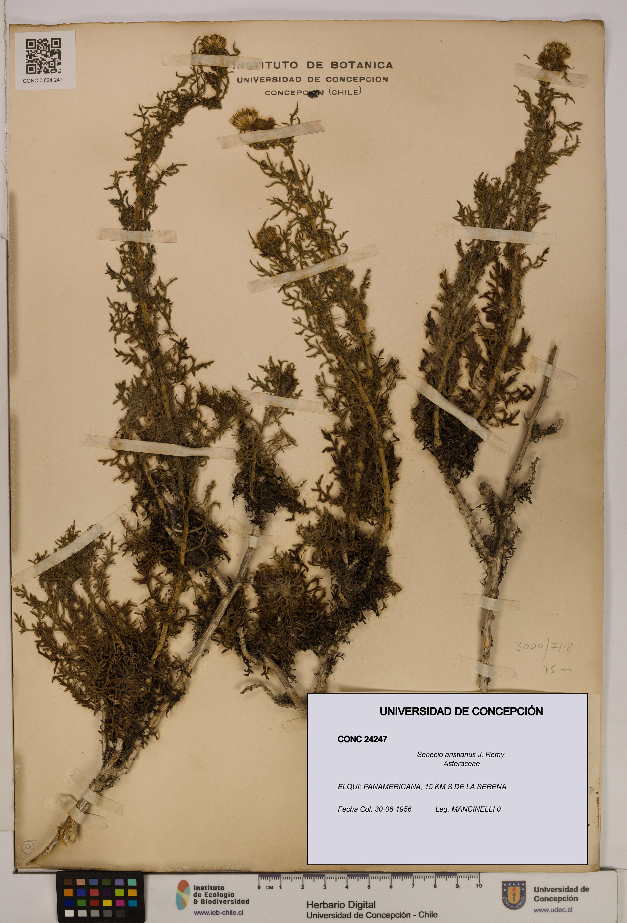 Senecio aristianus [Espécimen: UDEC:CONC:0024247]