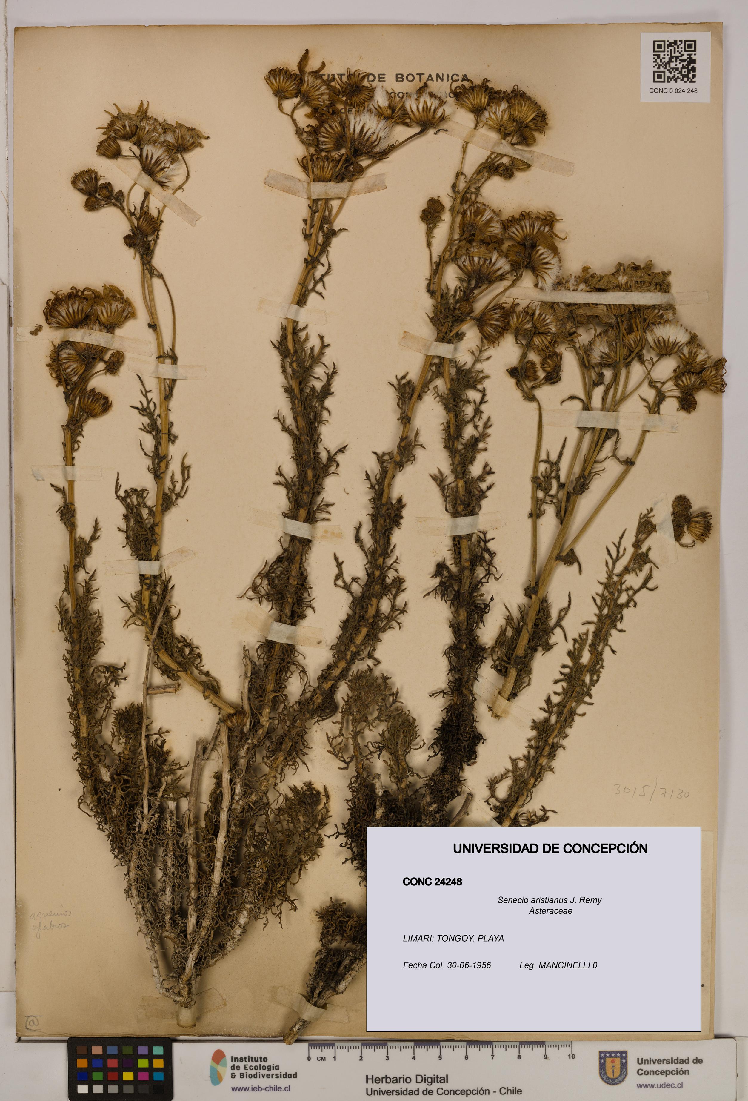 Senecio aristianus [Espécimen: UDEC:CONC:0024248]