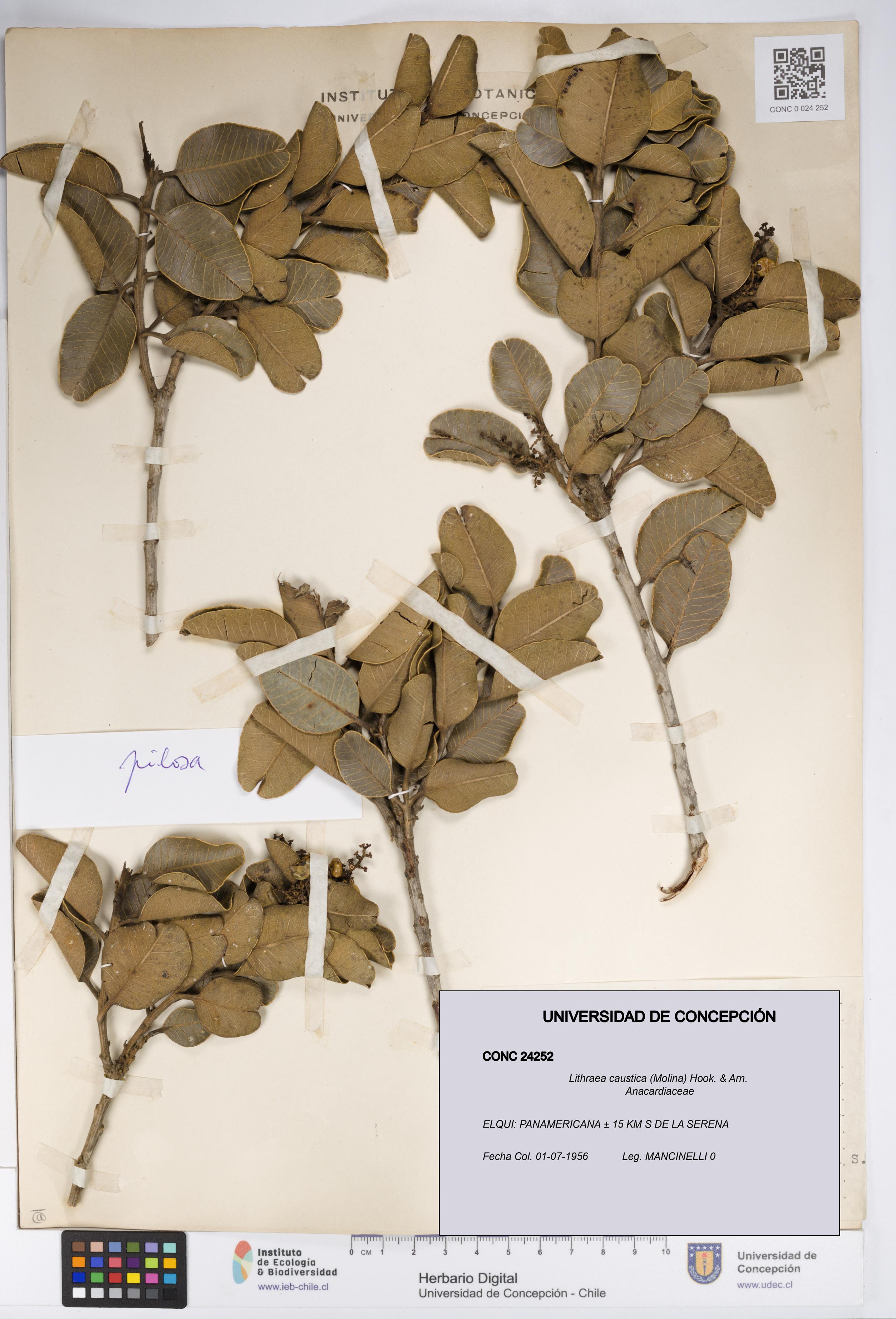 Lithraea caustica [Espécimen: UDEC:CONC:0024252]