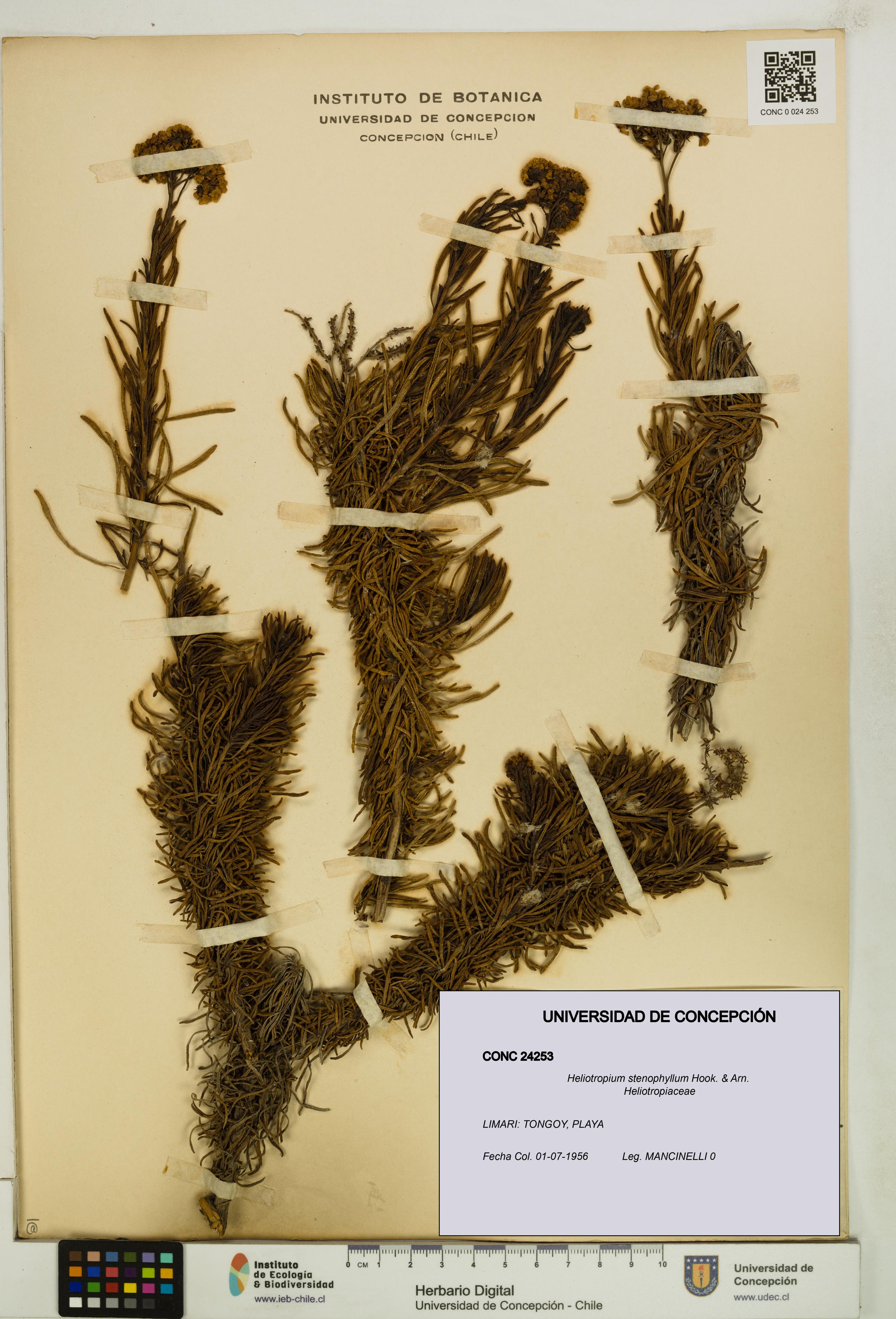 Heliotropium stenophyllum [Espécimen: UDEC:CONC:0024253]