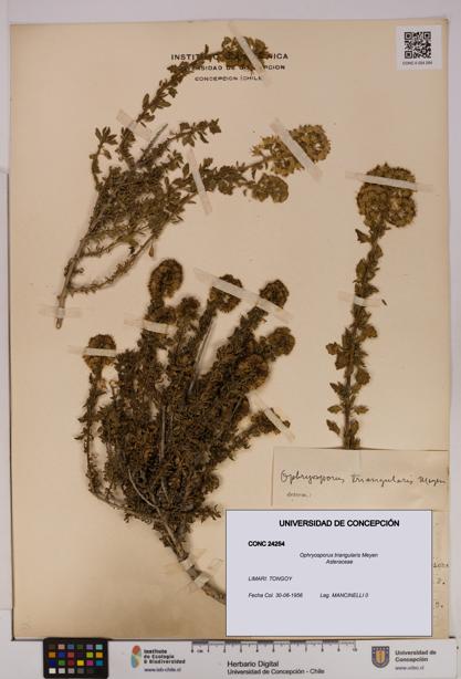 Ophryosporus triangularis [Espécimen: UDEC:CONC:0024254]