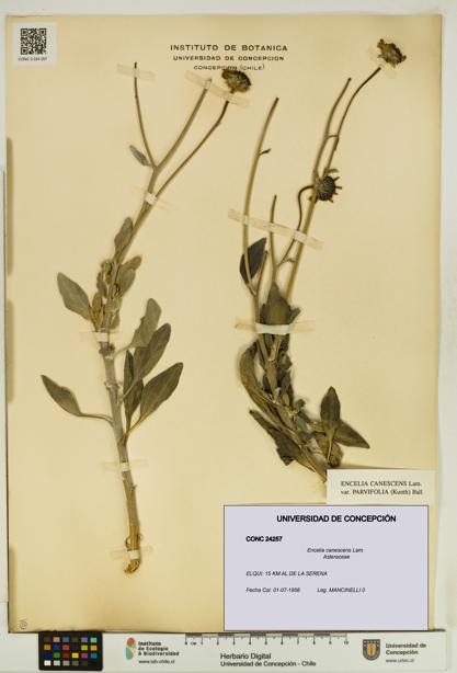 Encelia canescens [Espécimen: UDEC:CONC:0024257]