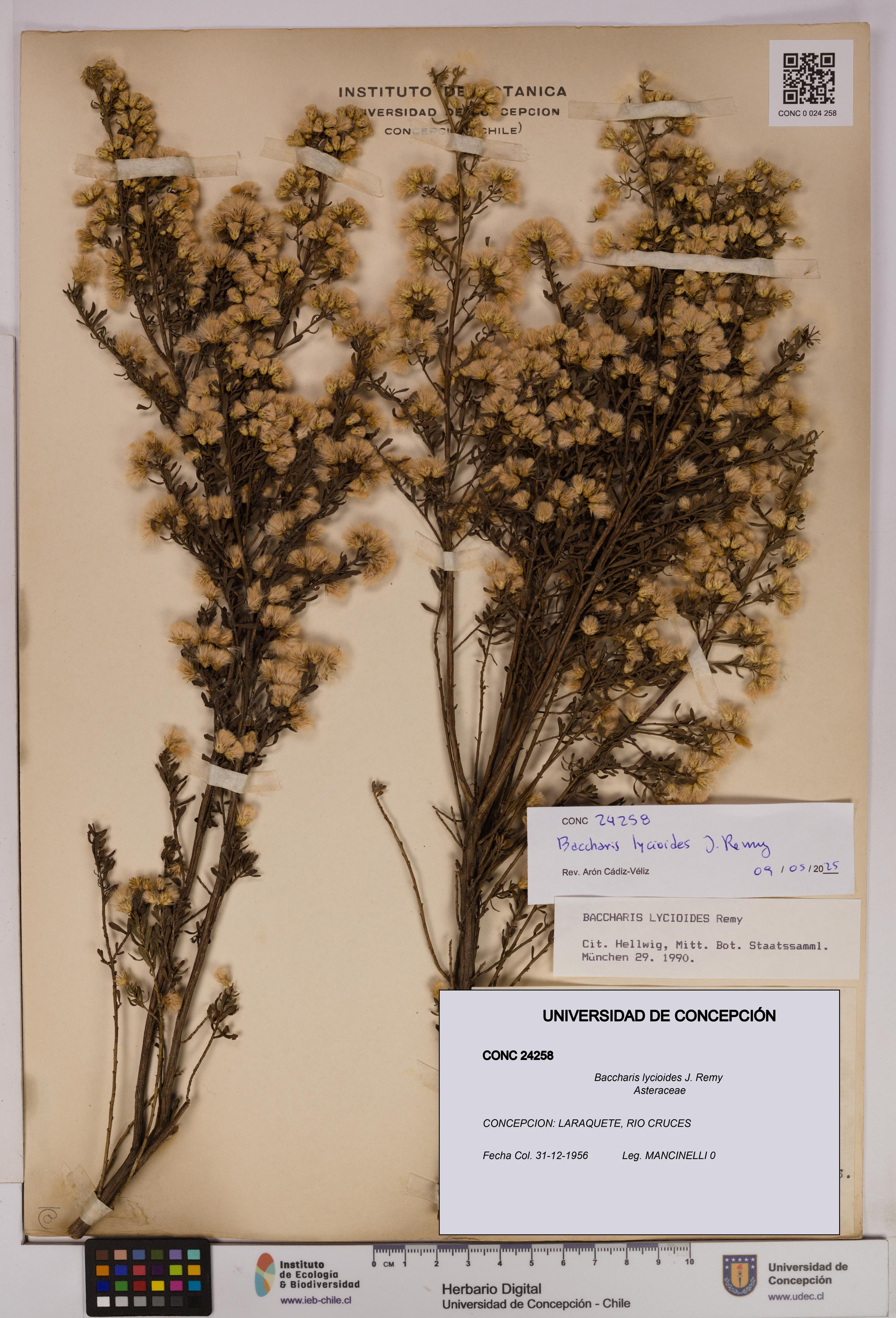 Baccharis lycioides [Espécimen: UDEC:CONC:0024258]