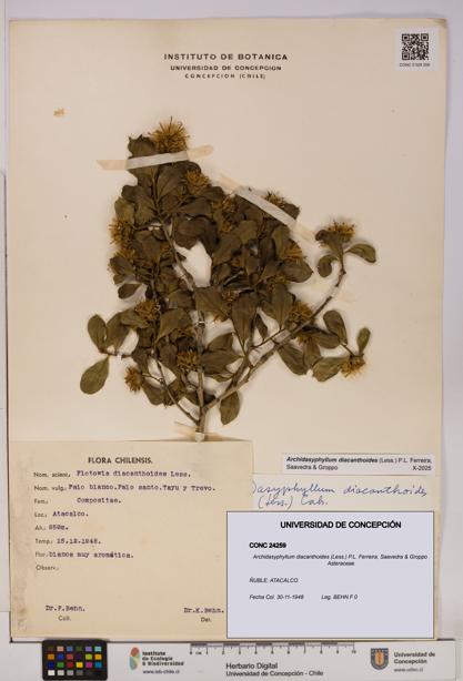Archidasyphyllum diacanthoides [Espécimen: UDEC:CONC:0024259]