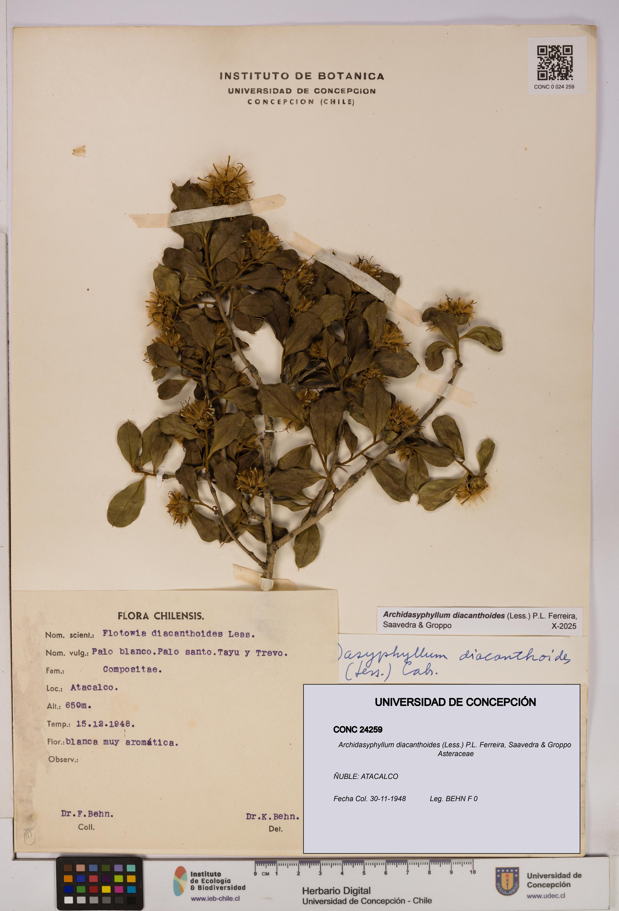 Archidasyphyllum diacanthoides [Espécimen: UDEC:CONC:0024259]