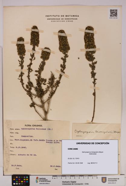 Ophryosporus triangularis [Espécimen: UDEC:CONC:0024262]