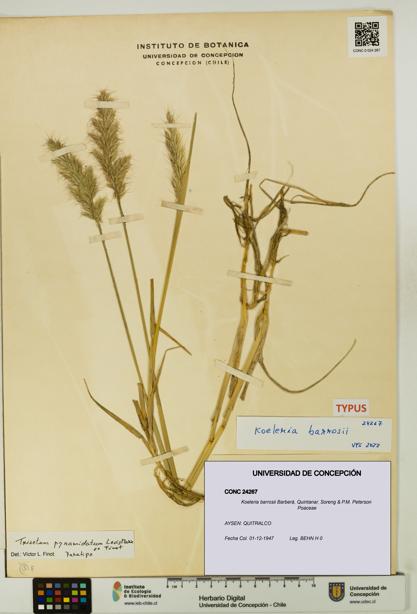Koeleria barrosii [Espécimen: UDEC:CONC:0024267]