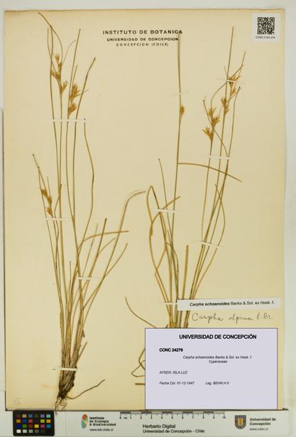 Carpha schoenoides [Espécimen: UDEC:CONC:0024276]