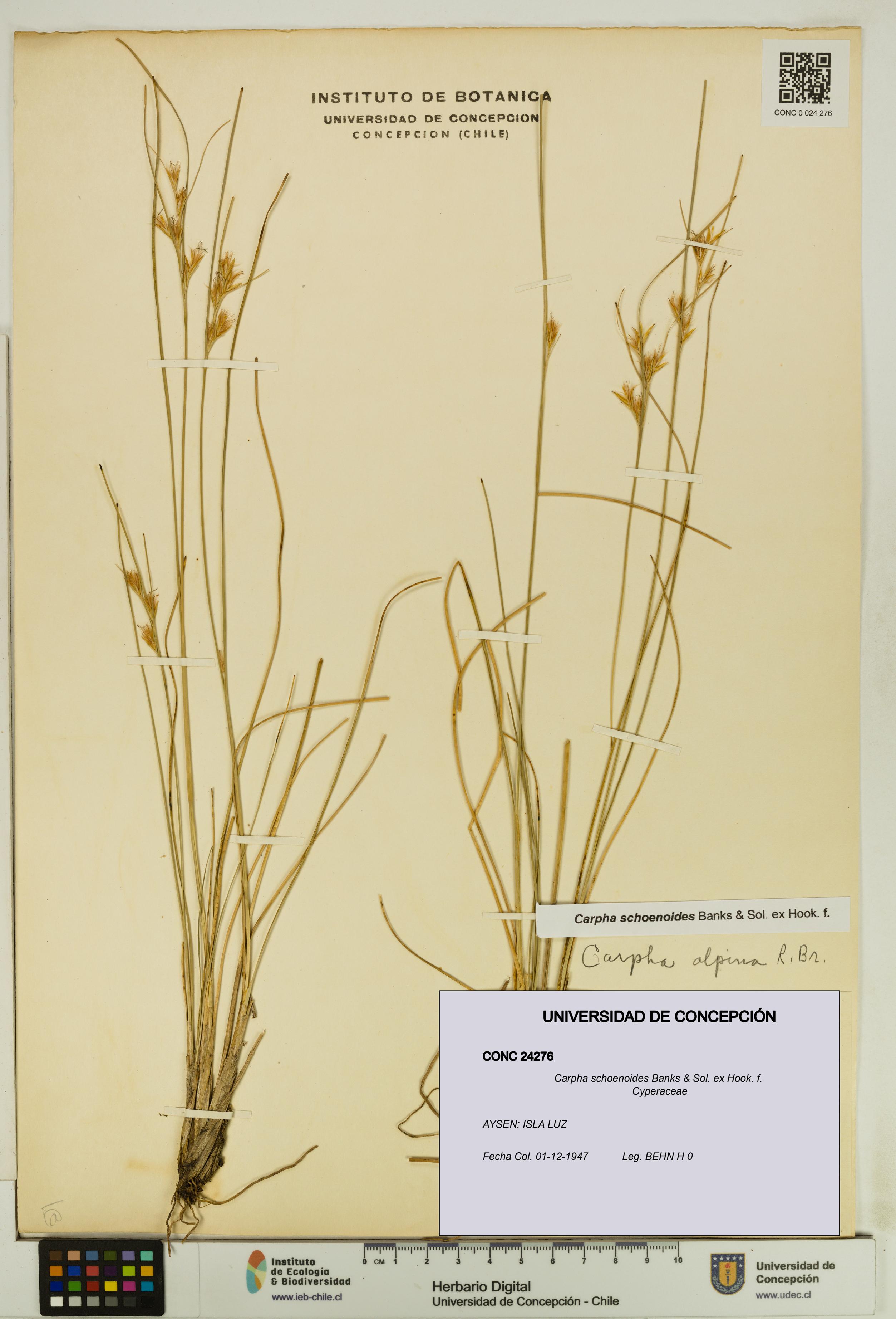 Carpha schoenoides [Espécimen: UDEC:CONC:0024276]