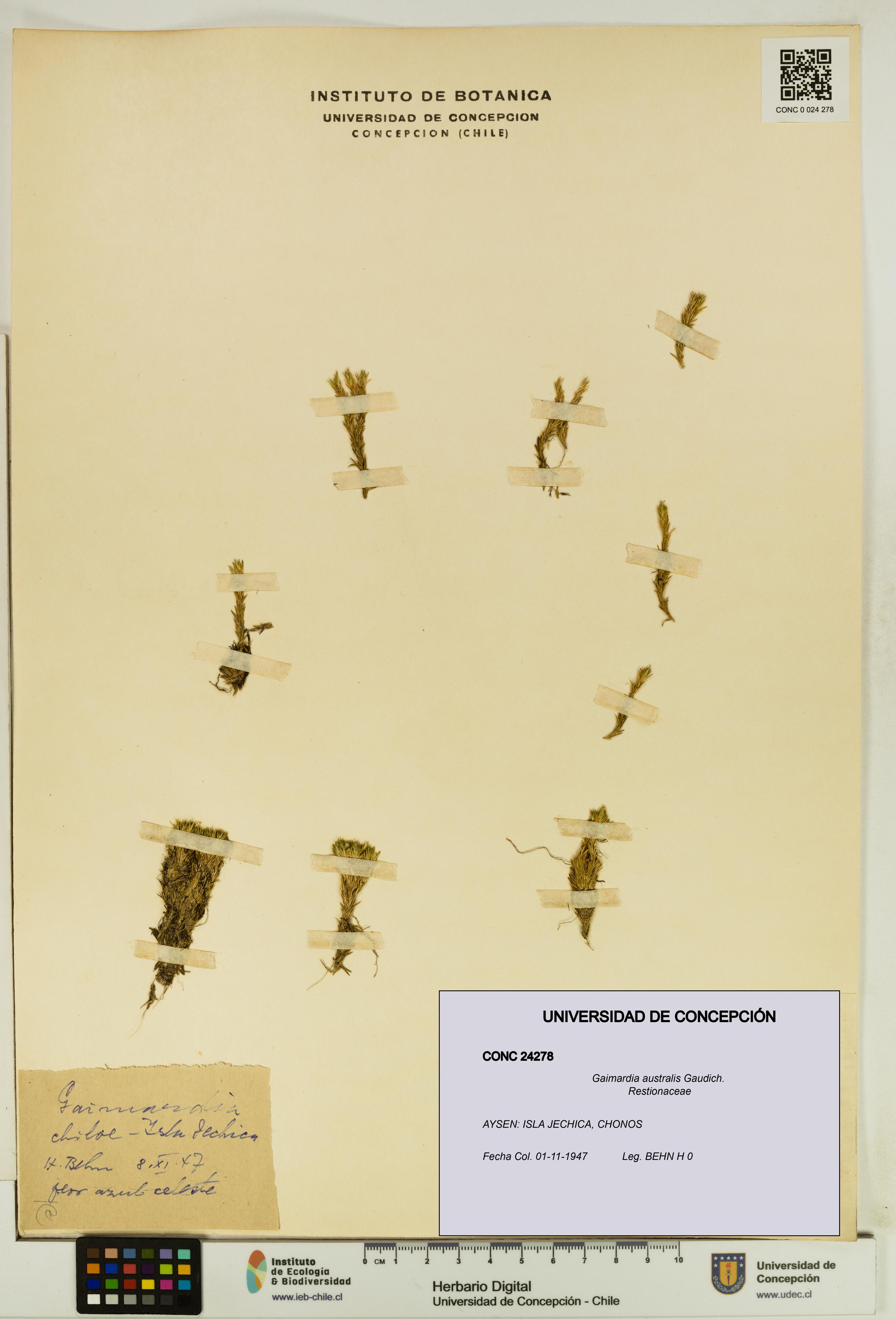 Gaimardia australis [Espécimen: UDEC:CONC:0024278]