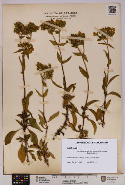 Calceolaria dentata subsp. dentata [Espécimen: UDEC:CONC:0024289]