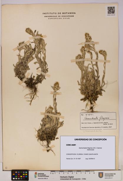 Gamochaeta filaginea [Espécimen: UDEC:CONC:0024291]