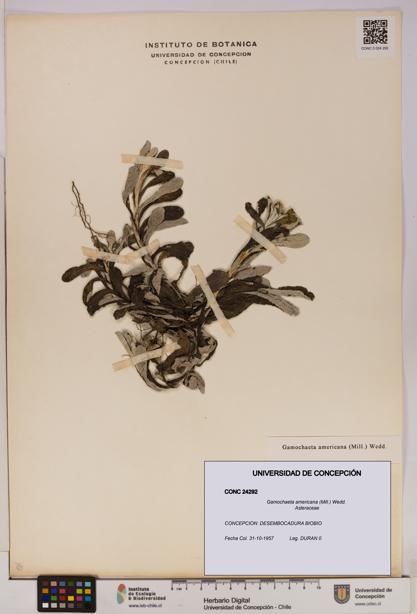 Gamochaeta americana [Espécimen: UDEC:CONC:0024292]