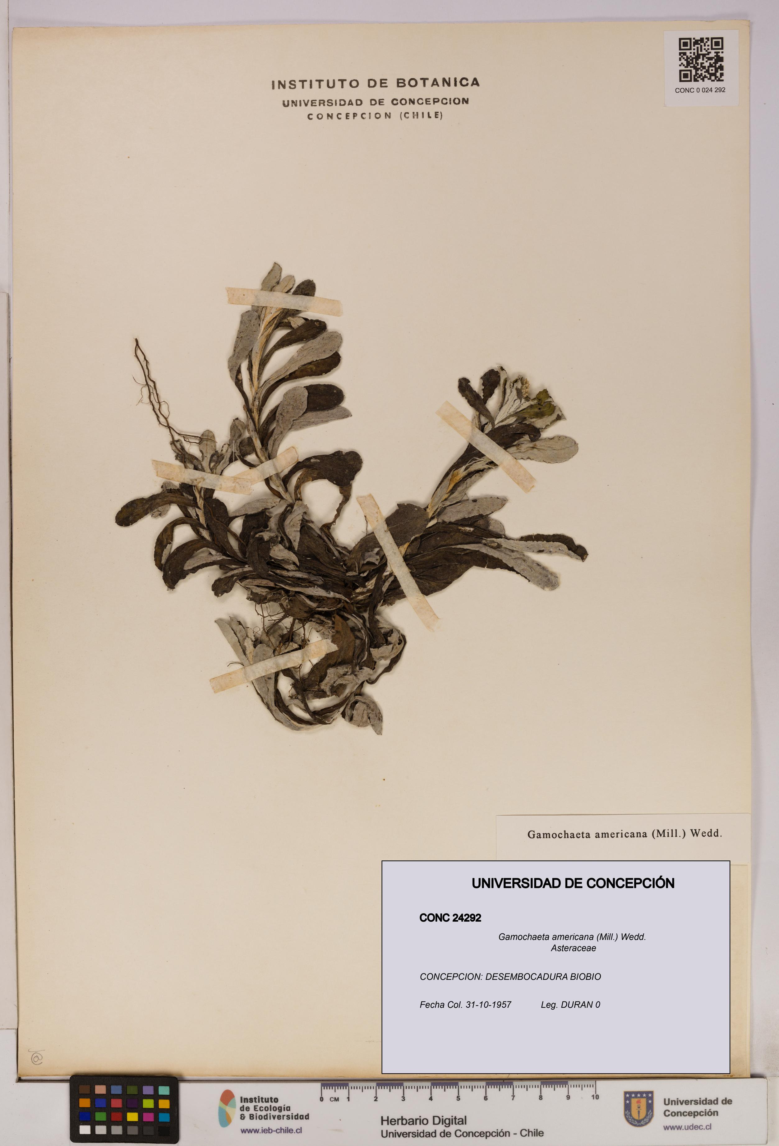 Gamochaeta americana [Espécimen: UDEC:CONC:0024292]