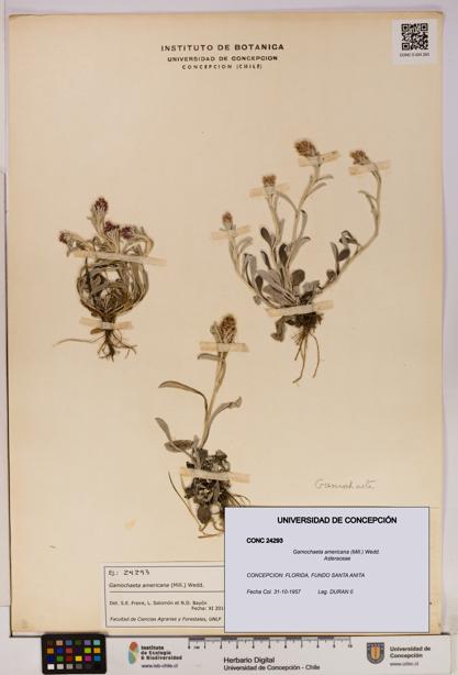 Gamochaeta americana [Espécimen: UDEC:CONC:0024293]