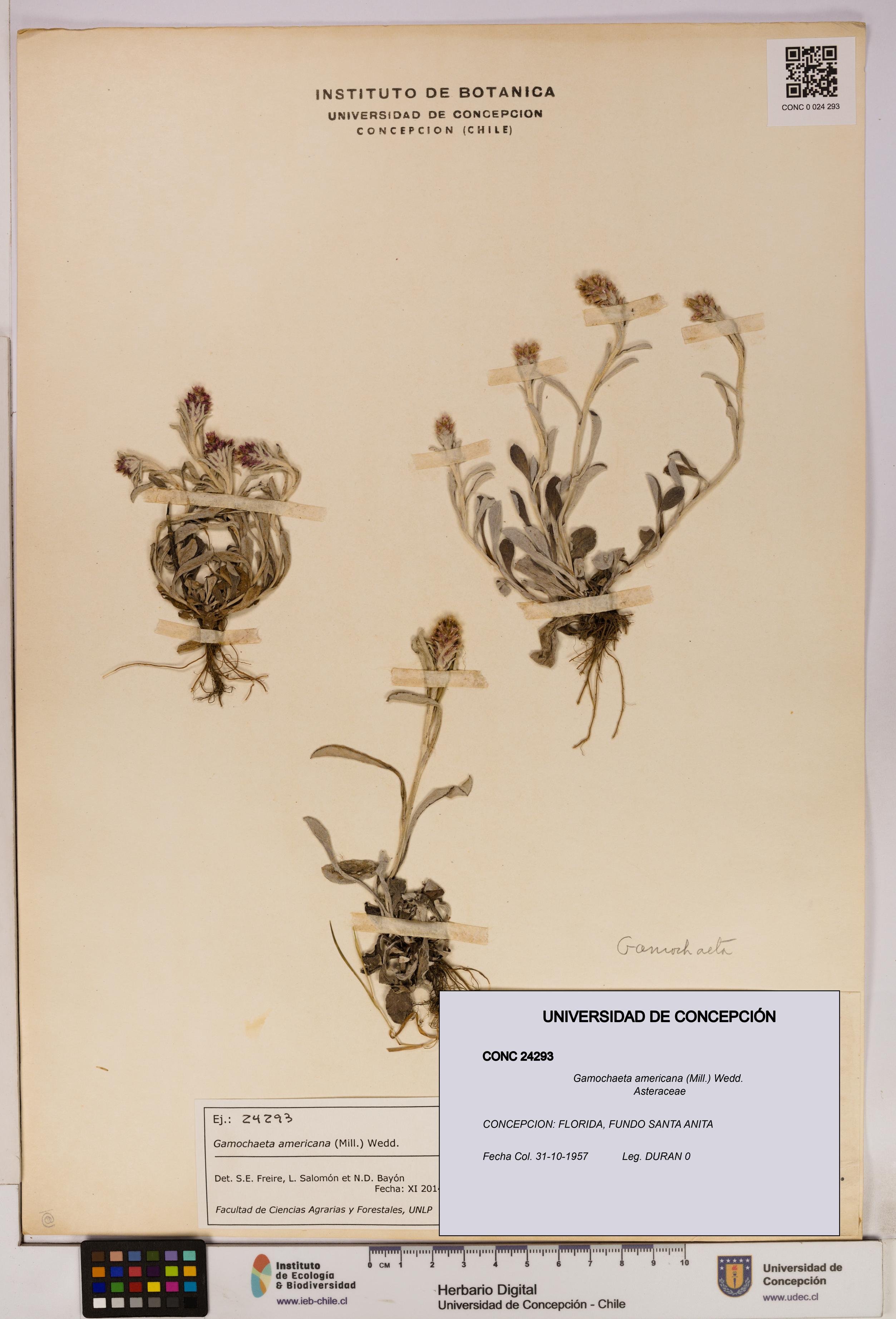 Gamochaeta americana [Espécimen: UDEC:CONC:0024293]