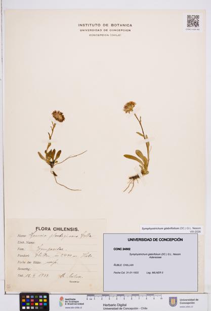 Symphyotrichum glabrifolium [Espécimen: ]