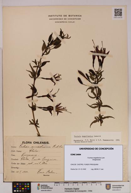 Fuchsia magellanica [Espécimen: UDEC:CONC:0024304]