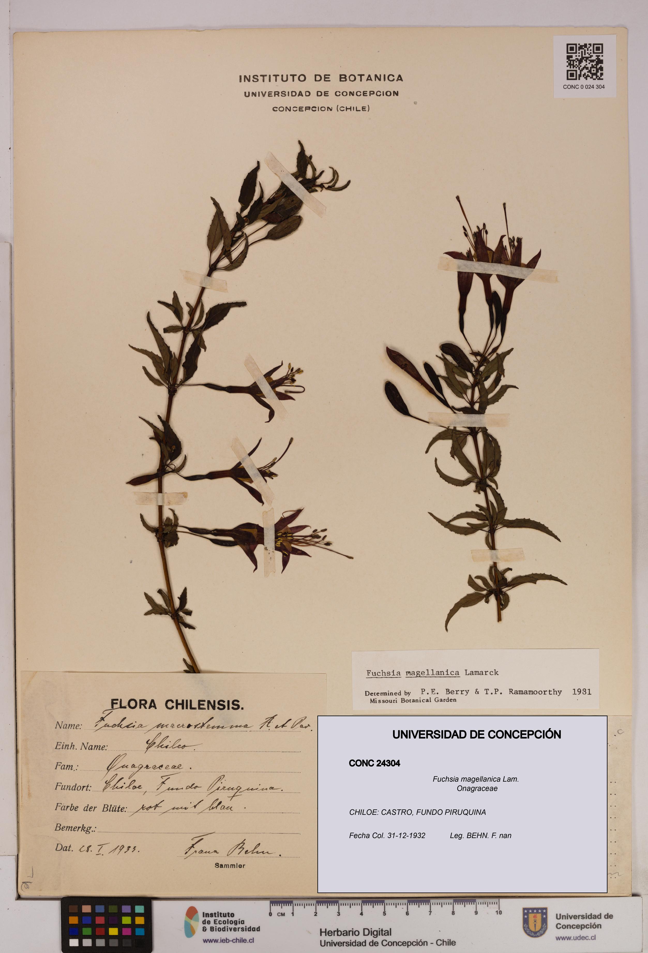 Fuchsia magellanica [Espécimen: UDEC:CONC:0024304]