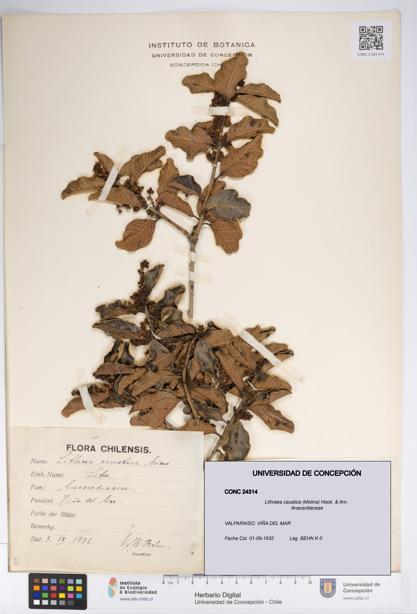 Lithraea caustica [Espécimen: UDEC:CONC:0024314]