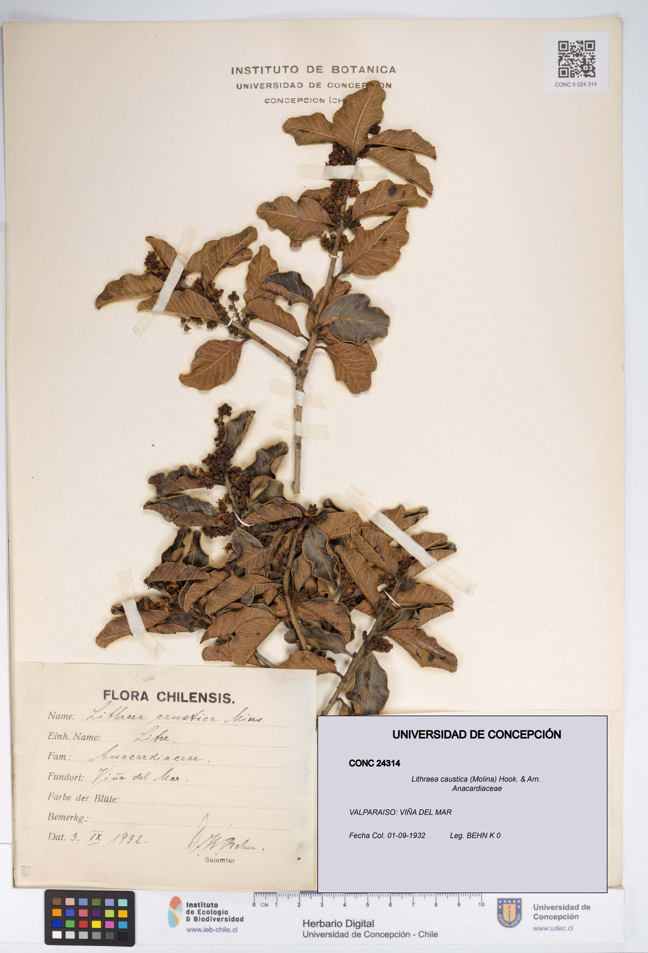 Lithraea caustica [Espécimen: UDEC:CONC:0024314]